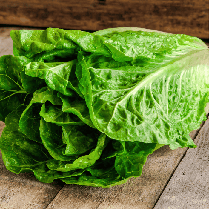 Parris Island Cos Lettuce – 500 Seeds