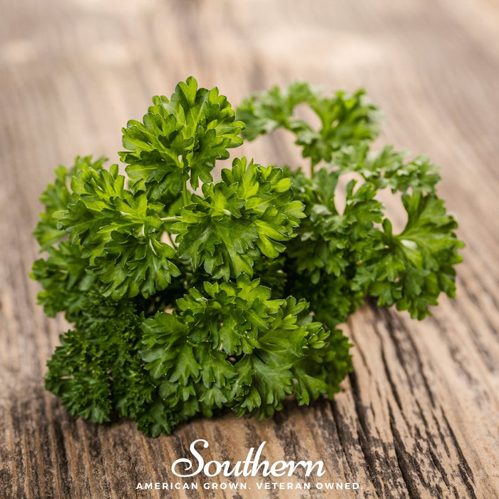 Evergreen Parsley