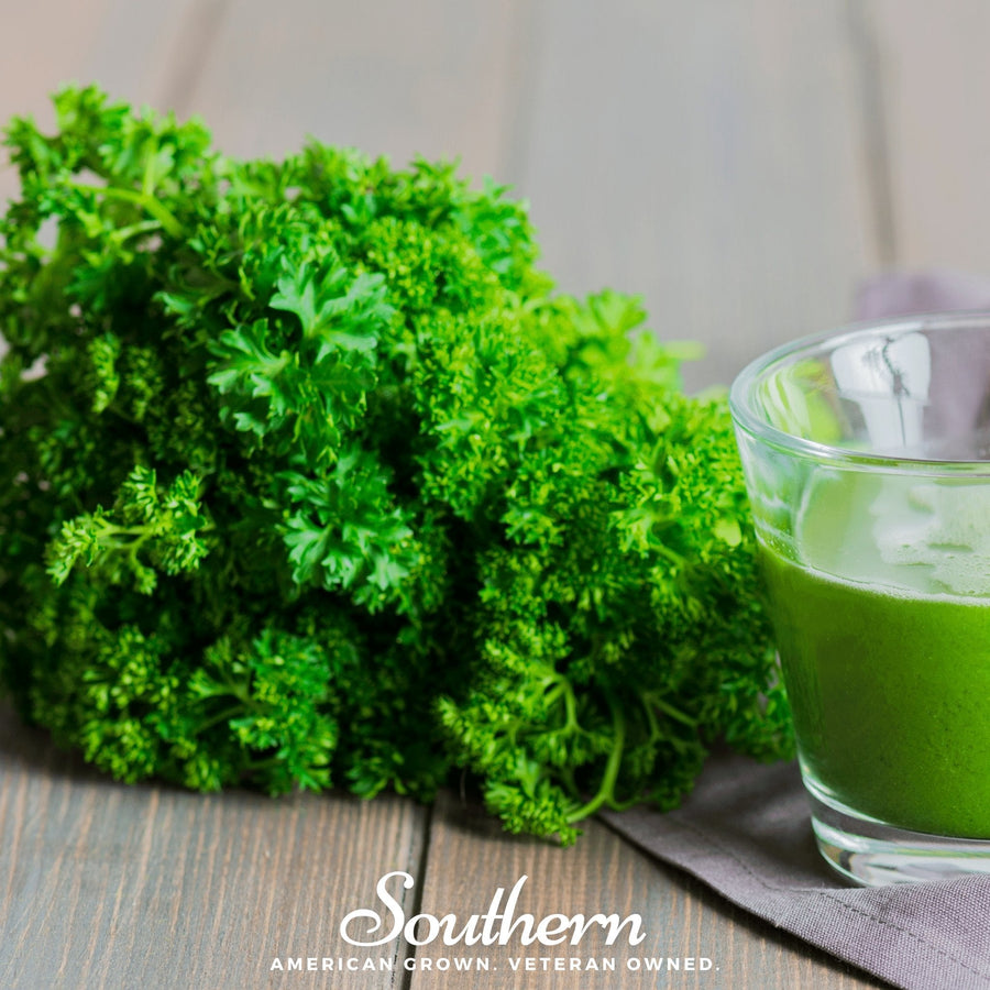 Evergreen Parsley