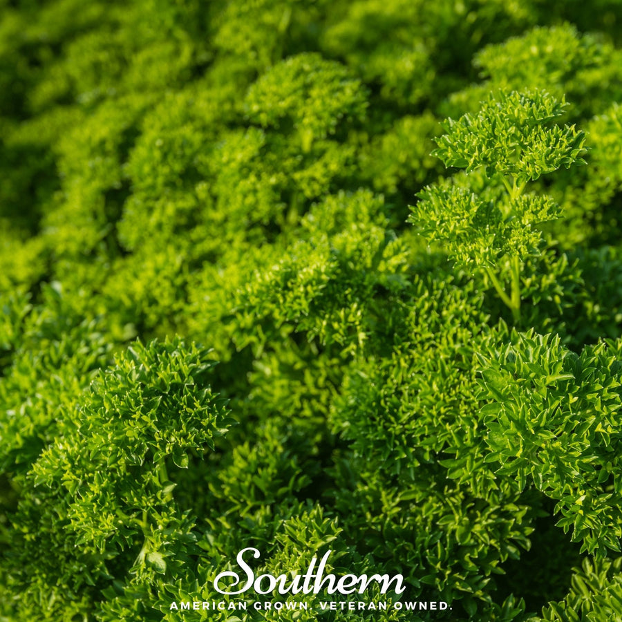 Evergreen Parsley