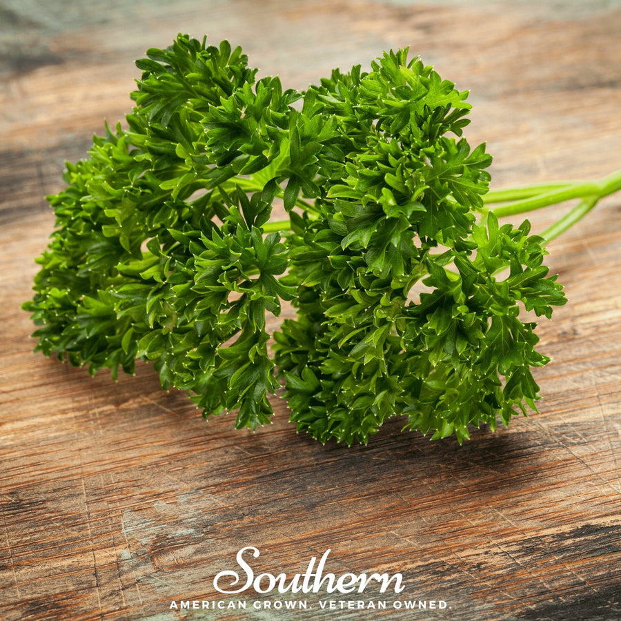 Evergreen Parsley