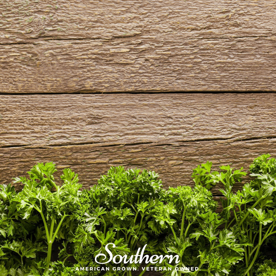 Triple Curled Parsley – 200 Seeds