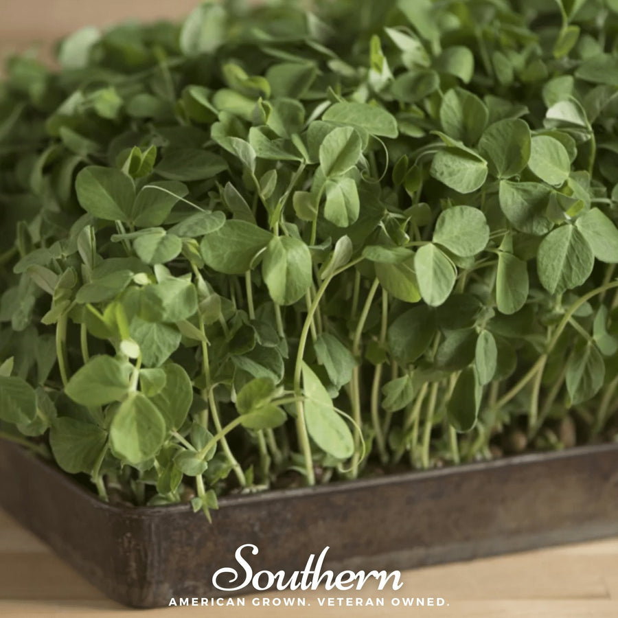Dwarf Grey Sugar Peas
