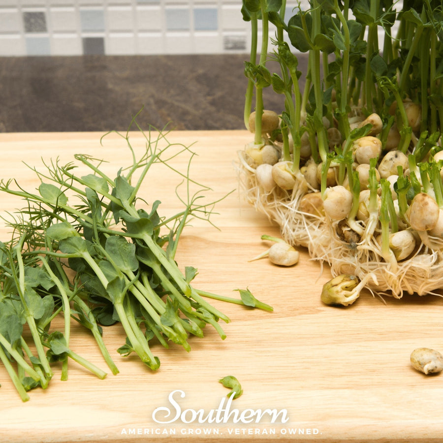 Dwarf Grey Sugar Peas