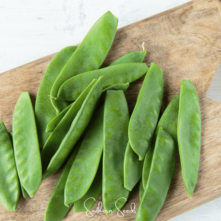Oregon Sugar II Snow Peas – 25 Seeds