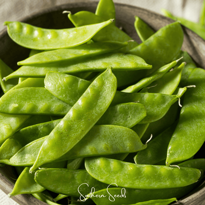 Oregon Sugar II Snow Peas – 25 Seeds