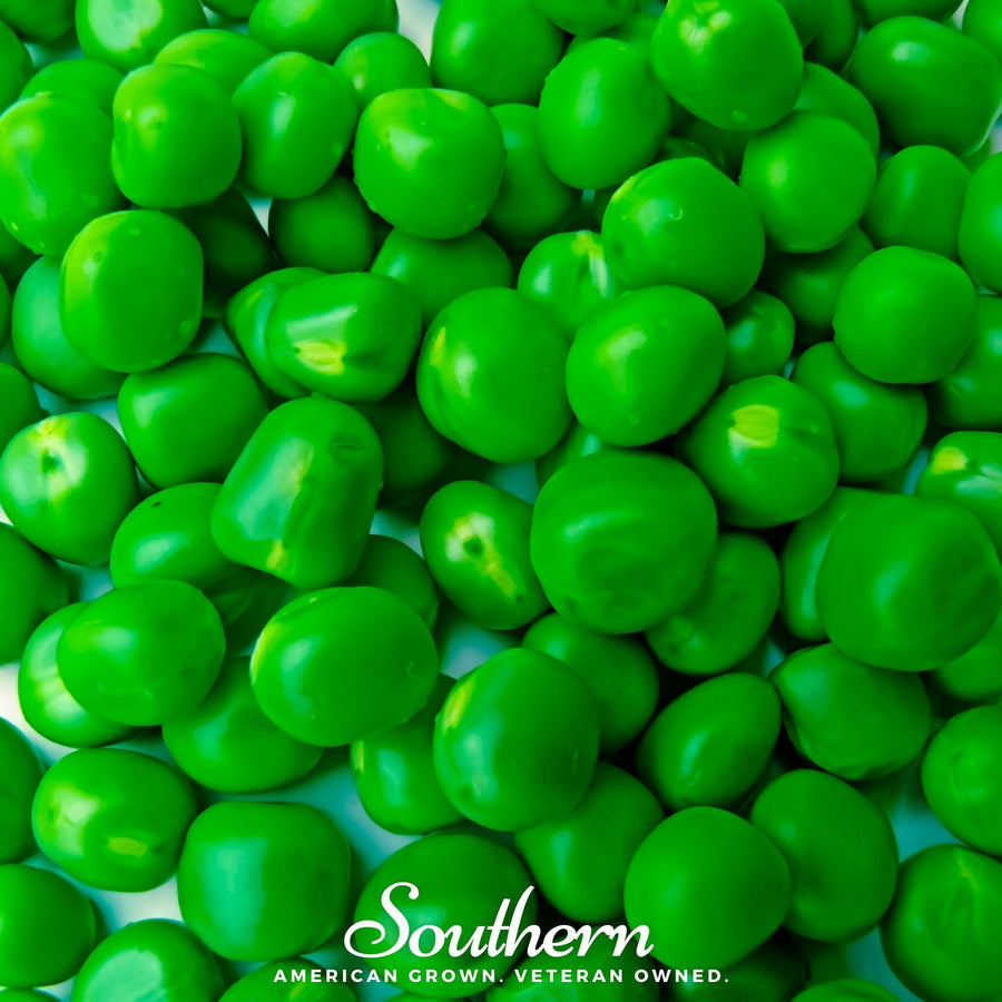 Sugar Daddy Peas – 20 Seeds