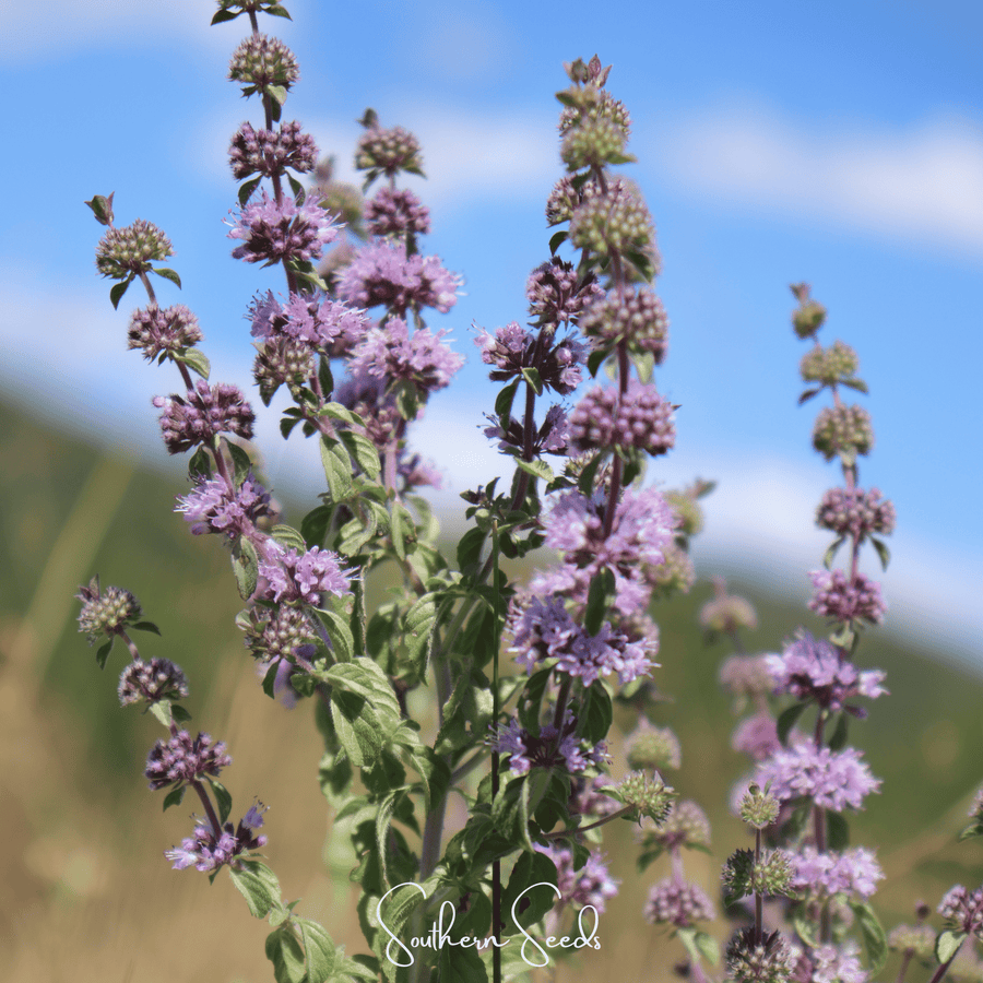 Pennyroyal