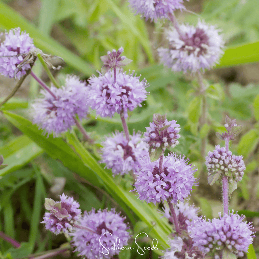 Pennyroyal