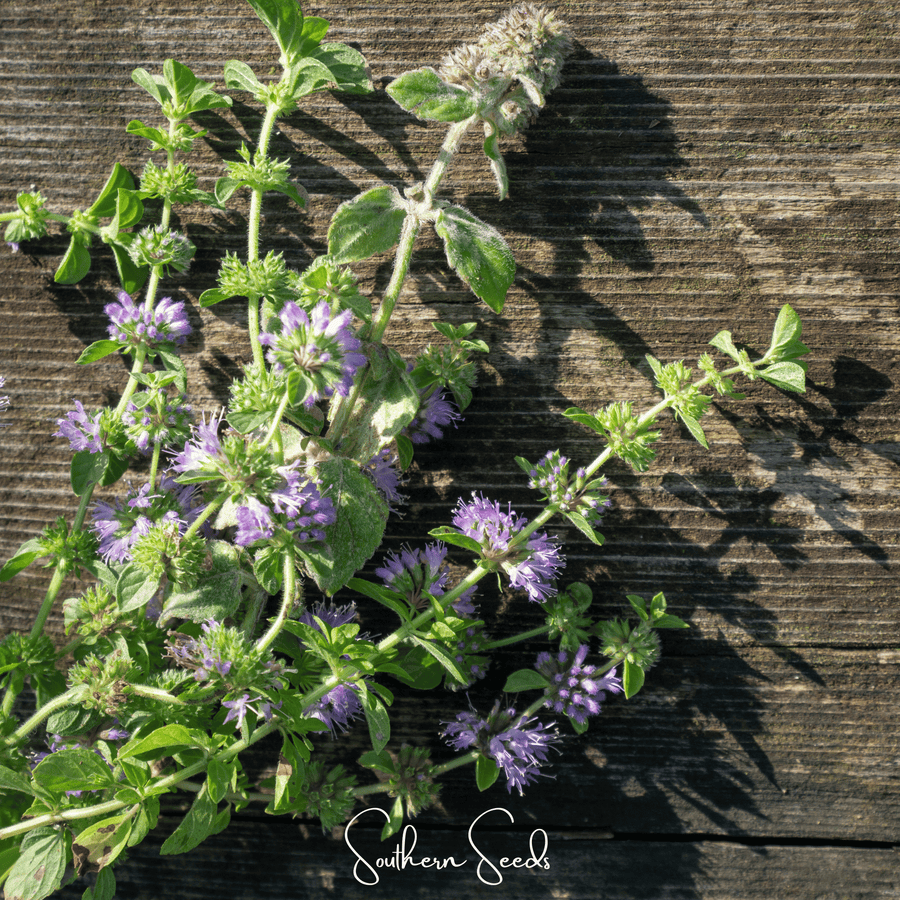 Pennyroyal