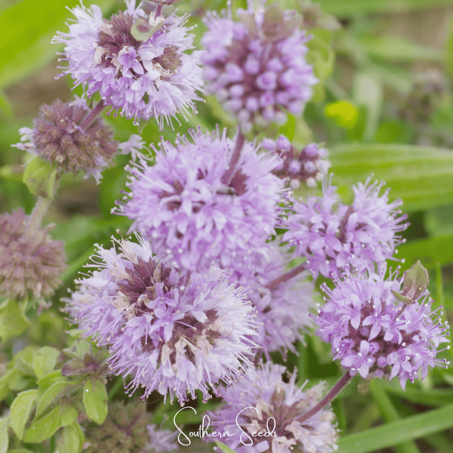 Pennyroyal