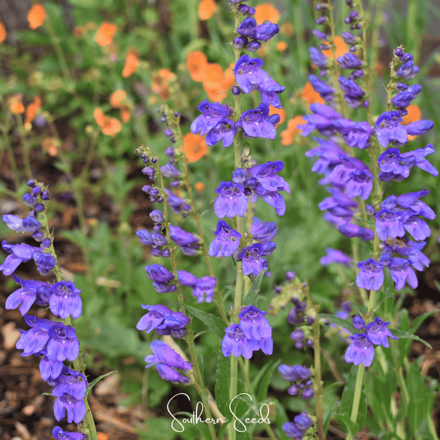 Rocky Mountain Penstemon – 100 Seeds