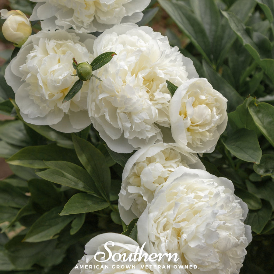 Cream Peony Poppy – 100 Seeds