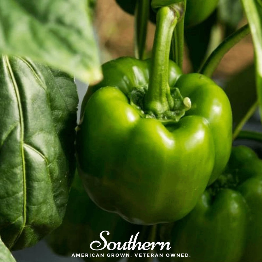 Emerald Giant Sweet Bell Pepper – 30 Seeds