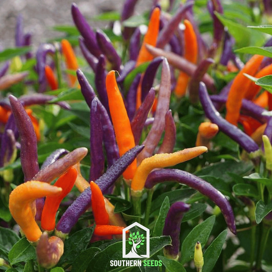 Firework Ornamental Pepper
