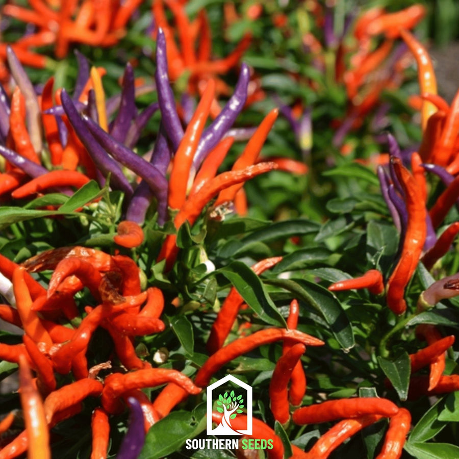 Firework Ornamental Pepper