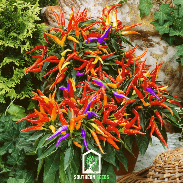 Firework Ornamental Pepper