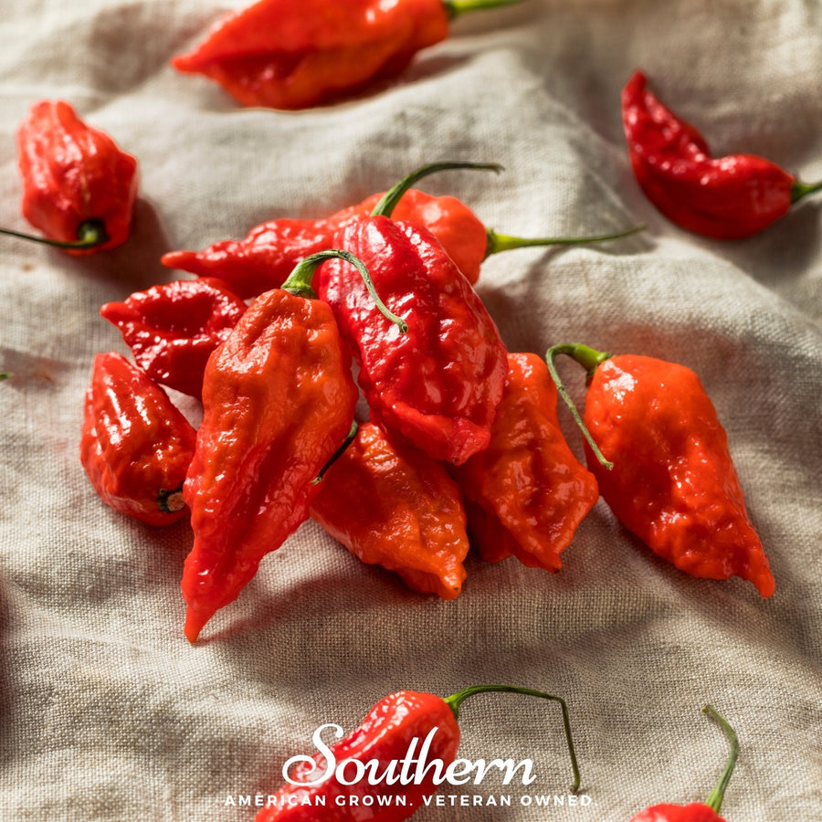 Ghost Pepper — Red Bhut Jolokia