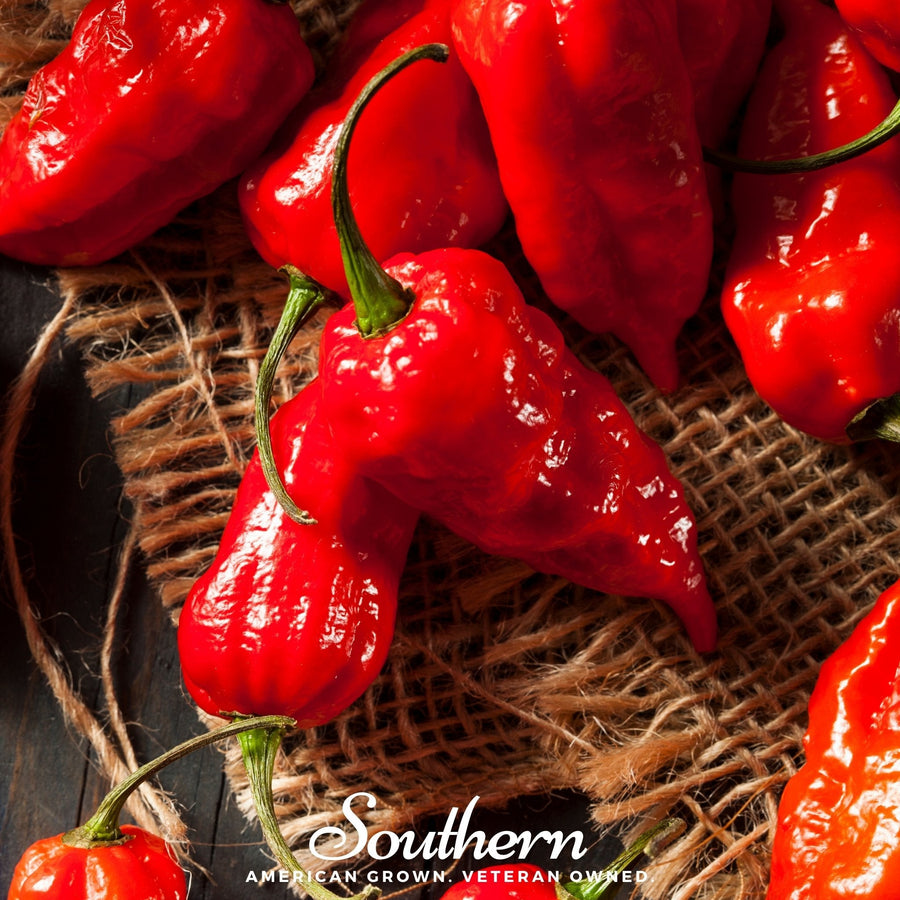 Ghost Pepper — Red Bhut Jolokia