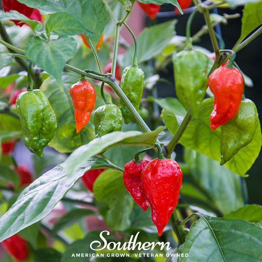 Ghost Pepper — Red Bhut Jolokia