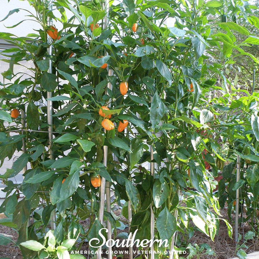 Lunchbox Sweet Pepper