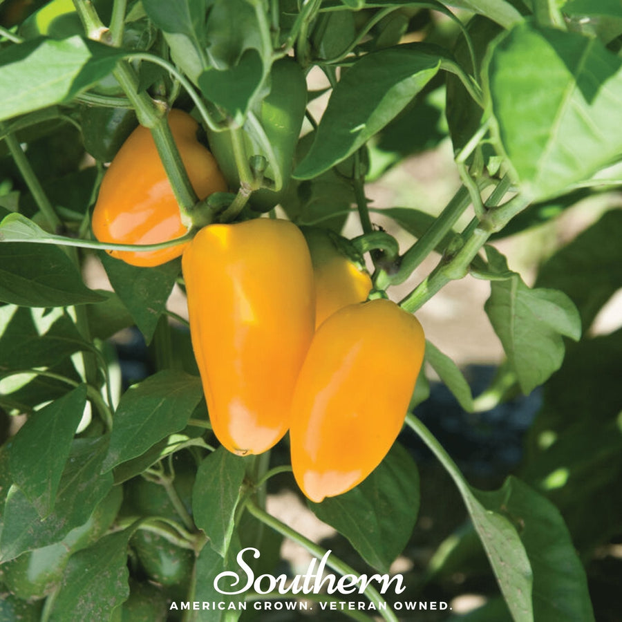 Lunchbox Sweet Pepper