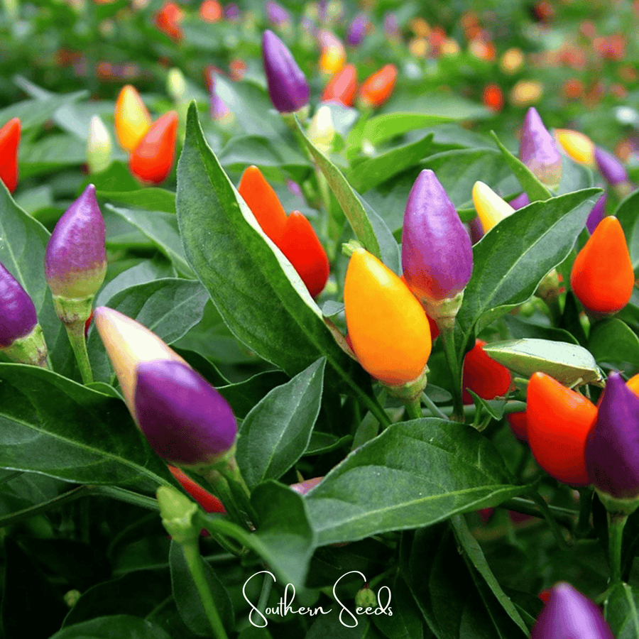 Ornamental Pepper Mix