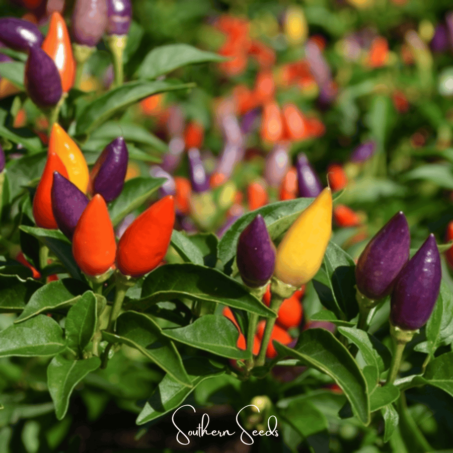 Ornamental Pepper Mix