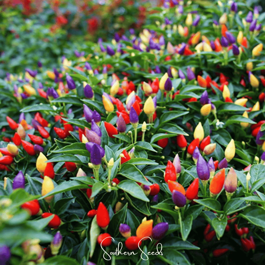 Ornamental Pepper Mix
