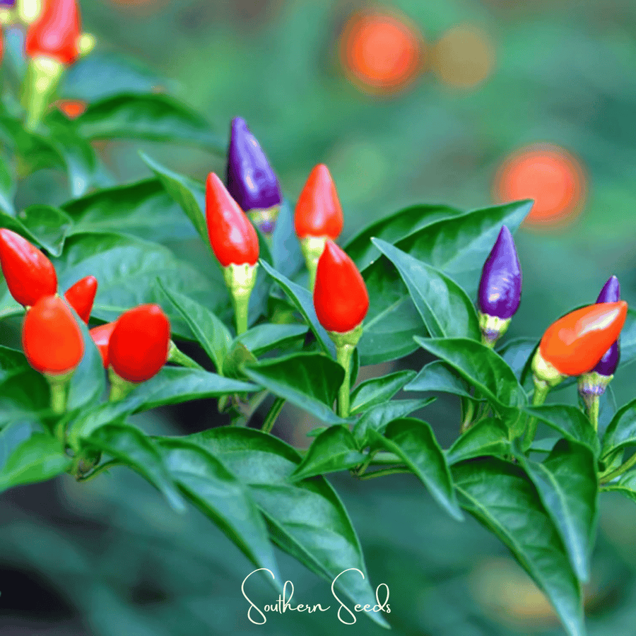 Ornamental Pepper Mix