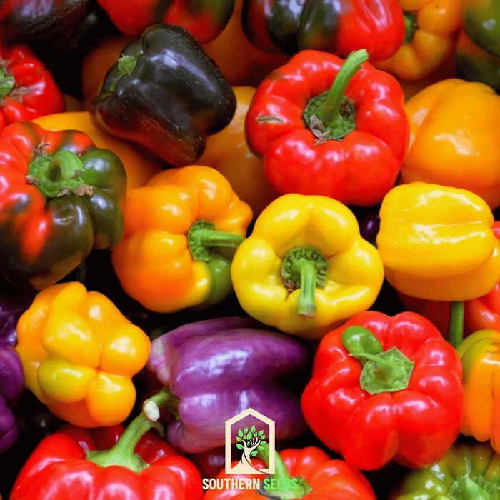 Rainbow Bell Sweet Pepper – 25 Seeds