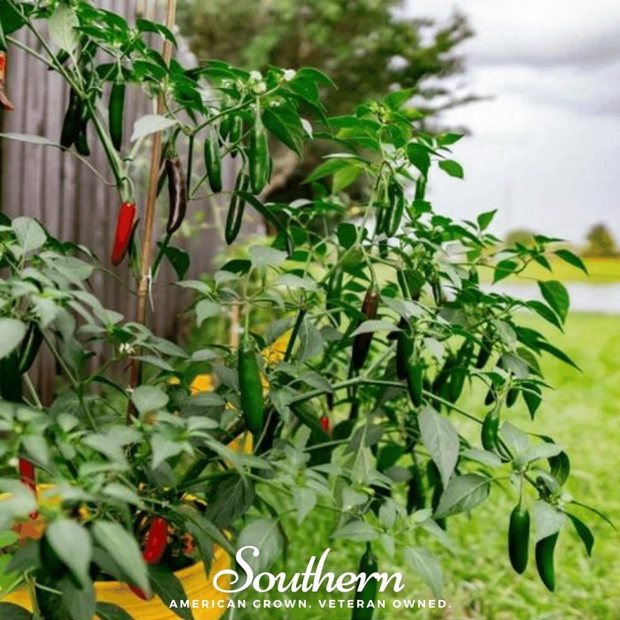 Serrano Pepper – 25 Seeds
