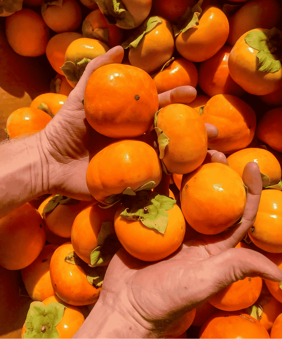 California Persimmon Vinegar – Naturally Fermented – product image 5 of 8 at buyamerican.mom