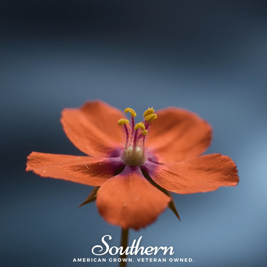 Scarlet Pimpernel