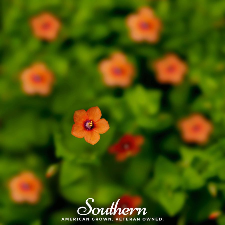 Scarlet Pimpernel