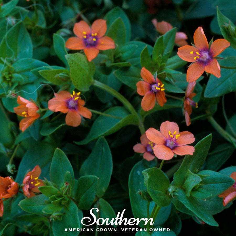Scarlet Pimpernel