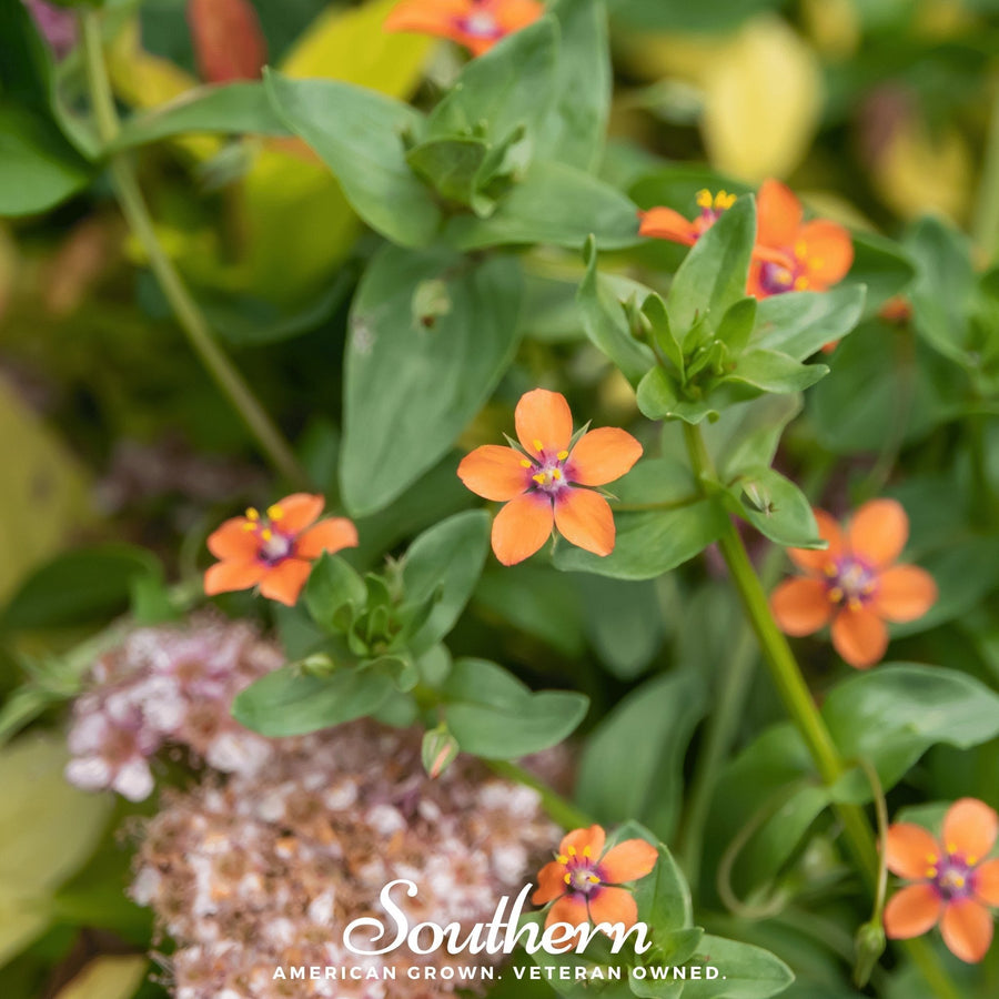 Scarlet Pimpernel