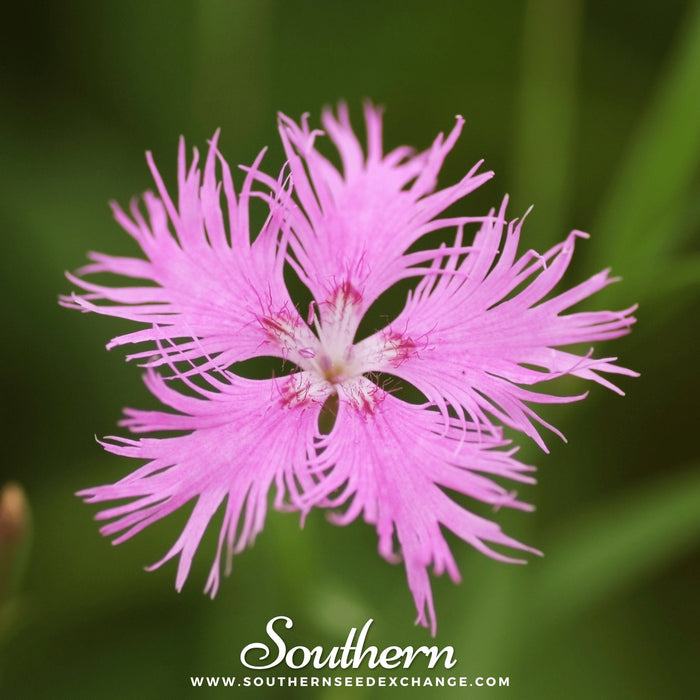 Fringed Pinks