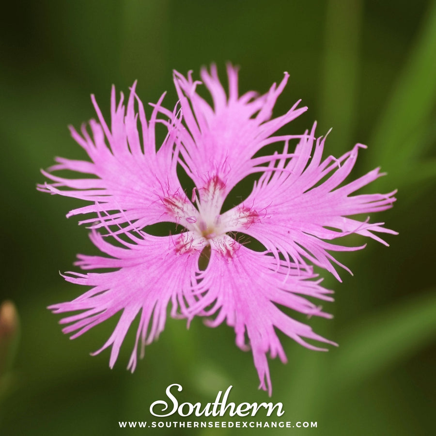 Fringed Pinks