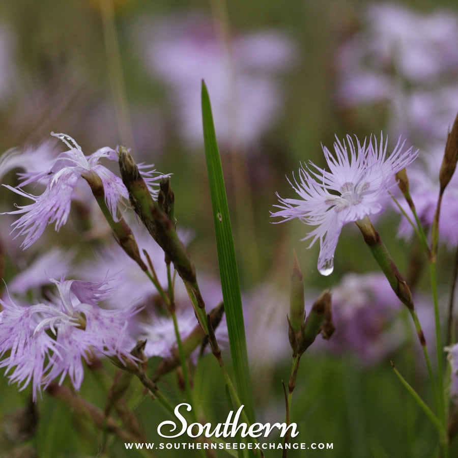 Fringed Pinks