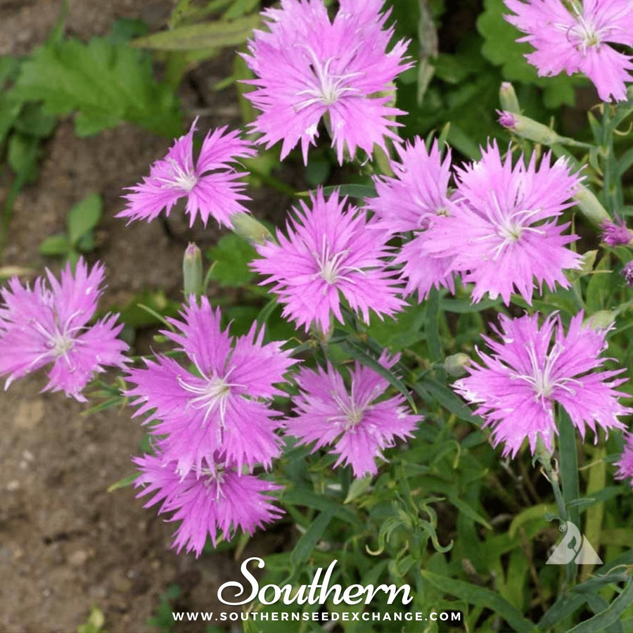 Fringed Pinks