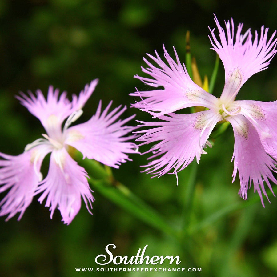 Fringed Pinks
