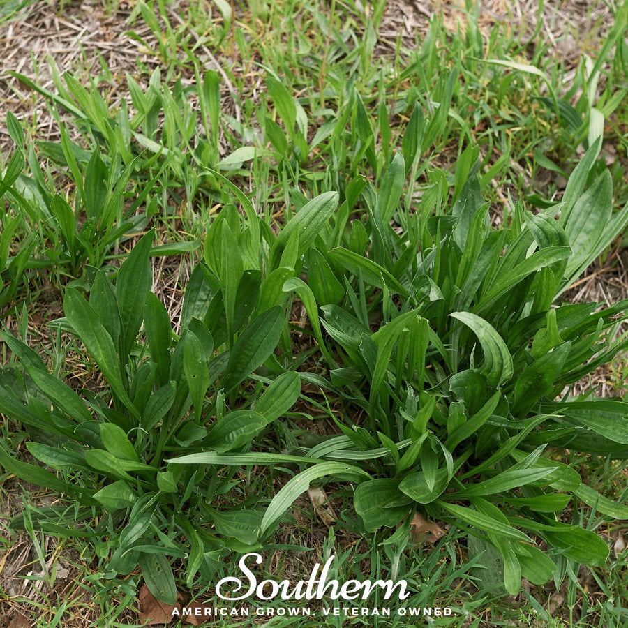 English Plantain