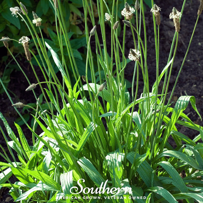 English Plantain