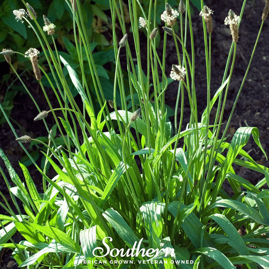 English Plantain