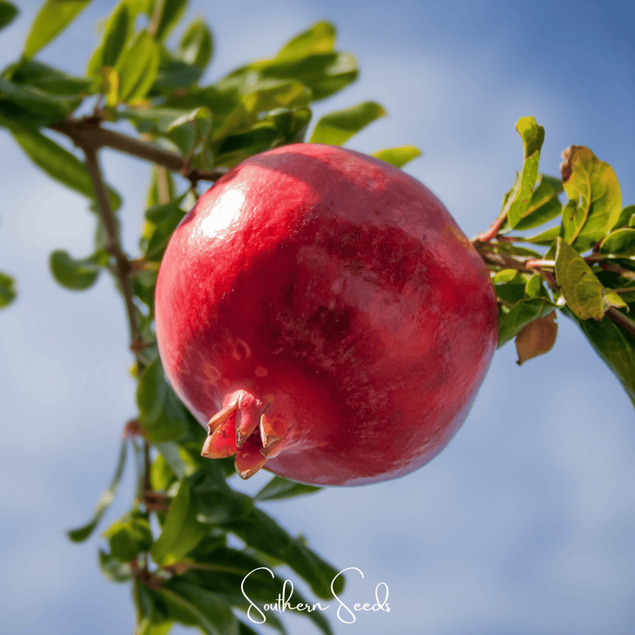 Pomegranate – 20 Seeds