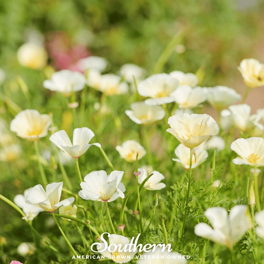Ivory Castle California Poppy
