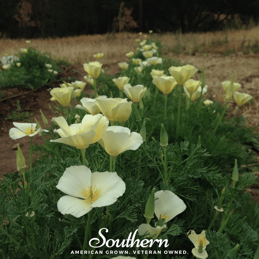 Ivory Castle California Poppy