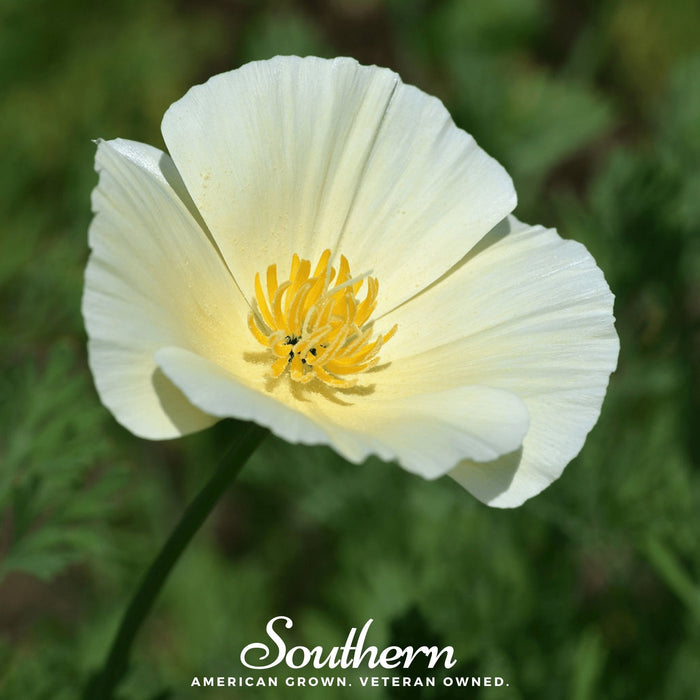 Ivory Castle California Poppy