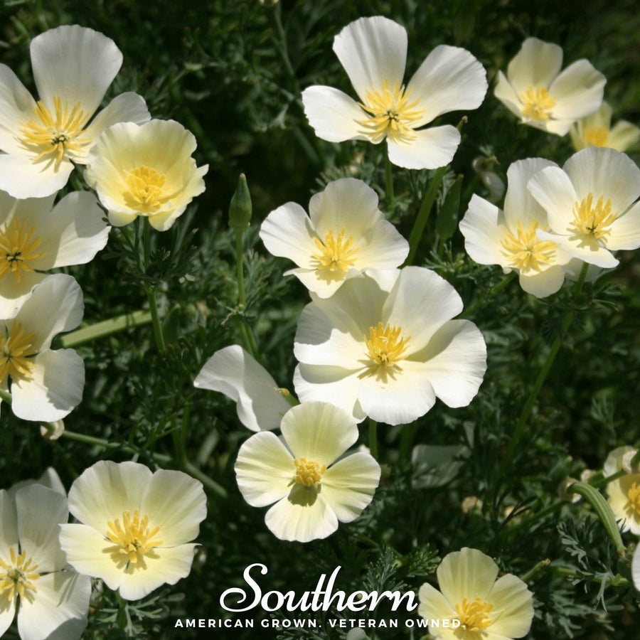 Ivory Castle California Poppy
